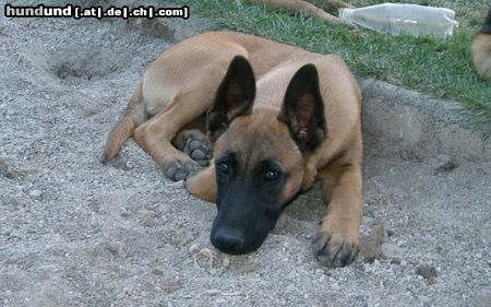 Malinois Hunde Foto 5972 Malinois Arielle, 5 Monate