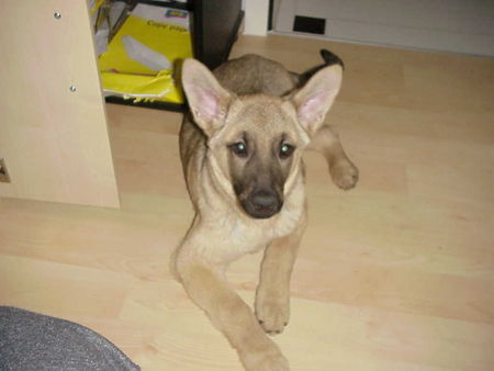 Malinois Hunde Foto 36371 in höherer Auflösung ansehen Malinois Bin ich nicht süüüüüüsssss?