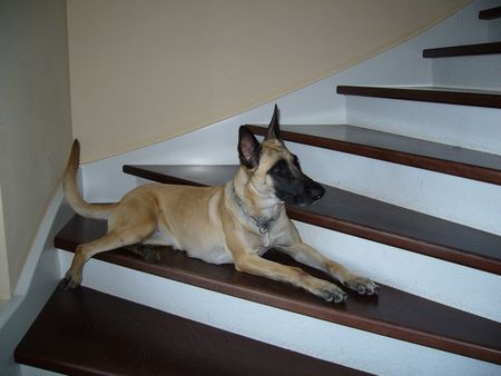 Malinois Hunde Foto 41583 in höherer Auflösung ansehen Malinois Aya vom Heustadlwasser