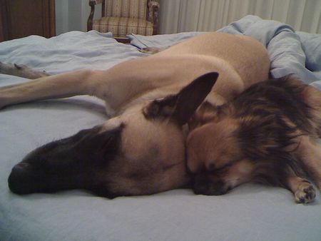 Malinois Hunde Foto 41582 in höherer Auflösung ansehen Malinois Aya und Henry