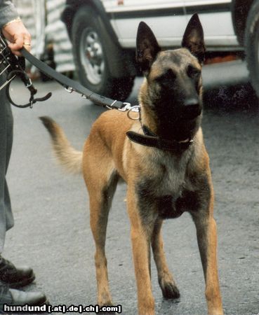 Malinois Hunde Foto 7102 Malinois Unser Bandit.
