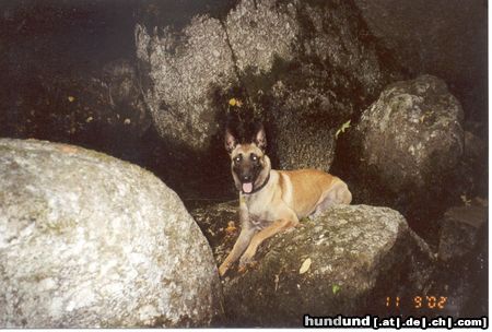 Malinois Hunde Foto 7103 Malinois ausruhen nach der wanderung tut gut