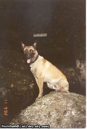 Malinois Hunde Foto 7104 Malinois und noch einmal unser Bandit