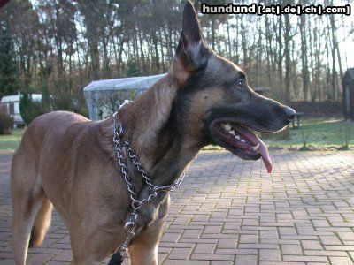 Malinois Hunde Foto 4318 Malinois Boris...