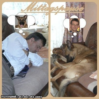 Malinois Hunde Foto 44424 in höherer Auflösung ansehen Malinois Ein Mittagsschläfchen mit Herrchen