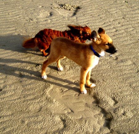 Malinois Hunde Foto 27459 Malinois Chico und Ginny an der See