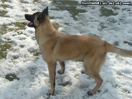Malinois Hunde Foto 19466 in höherer Auflösung ansehen Malinois coco