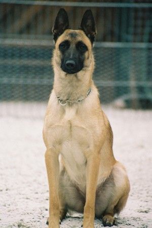 Malinois Hunde Foto 30629 in höherer Auflösung ansehen Malinois Dinga vom Haus Kugel