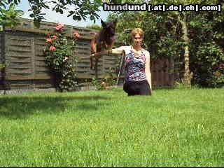 Malinois Hunde Foto 44543 in höherer Auflösung ansehen Malinois Kerou ( Bellyeu)