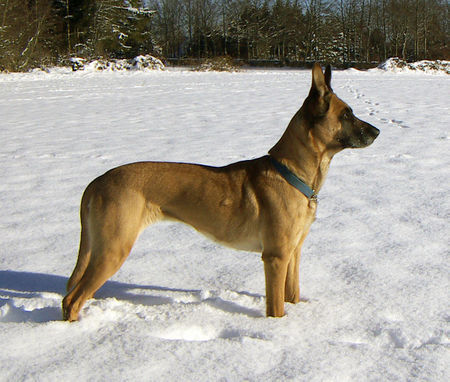 Malinois Hunde Foto 27850 in höherer Auflösung ansehen Malinois Malihündin