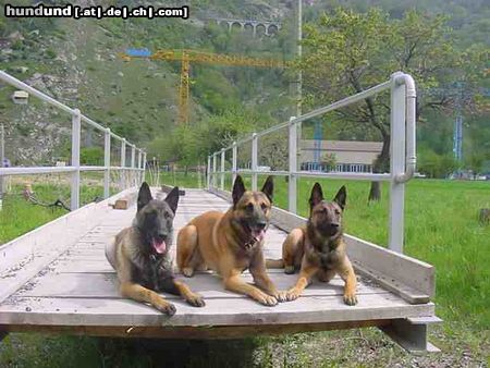 Malinois Hunde Foto 4354 Malinois Bosco mit seinem vater und bruder