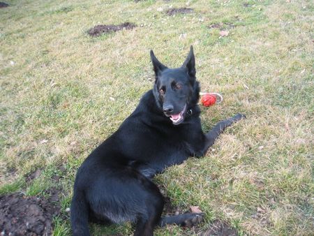 Malinois Hunde Foto 41369 in höherer Auflösung ansehen Malinois