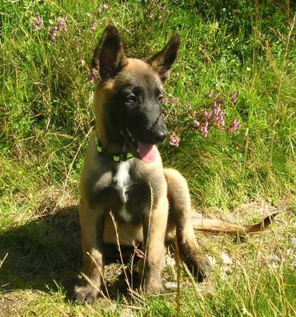 Malinois Hunde Foto 28243 in höherer Auflösung ansehen Malinois hier mein mali rüde mit ca 4 monaten Eider von Watzdorf
