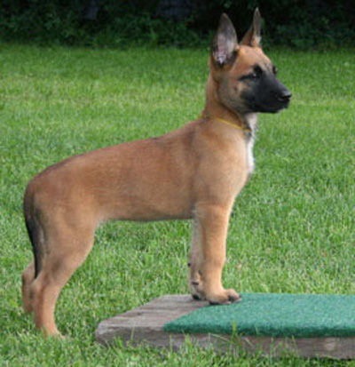 Malinois Hunde Foto 39880 in höherer Auflösung ansehen Malinois Elix vom Satansberg