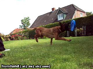 Malinois Hunde Foto 44548 Malinois Kerou ( Bellyeu)
