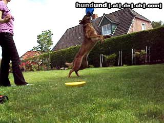 Malinois Hunde Foto 44549 Malinois Kerou ( Bellyeu)