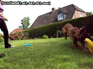 Malinois Hunde Foto 44550 Malinois Kerou ( Bellyeu)
