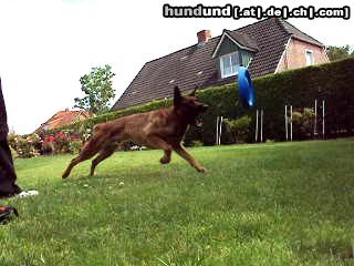 Malinois Hunde Foto 44551 Malinois Kerou ( Bellyeu)