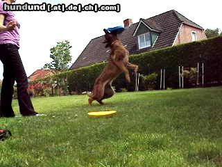 Malinois Hunde Foto 44553 Malinois Kerou ( Bellyeu)