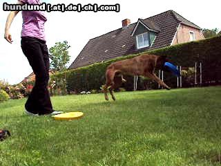 Malinois Hunde Foto 44545 Malinois Kerou ( Bellyeu)