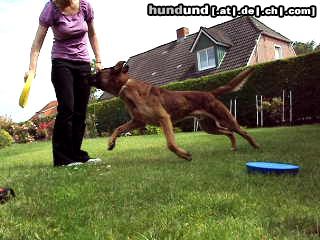 Malinois Hunde Foto 44546 Malinois Kerou ( Bellyeu)
