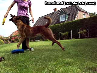 Malinois Hunde Foto 44547 Malinois Kerou ( Bellyeu)