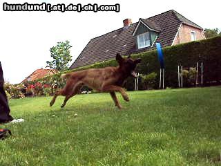 Malinois Hunde Foto 44555 Malinois Kerou ( Bellyeu)