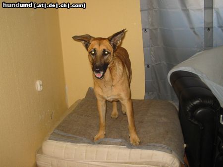 Malinois Hunde Foto 3959 Malinois sendy