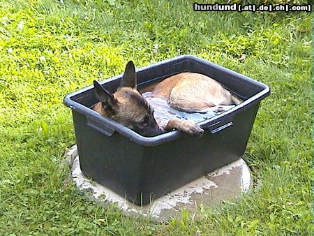 Malinois Jason vom Land Kärnten beim Baden