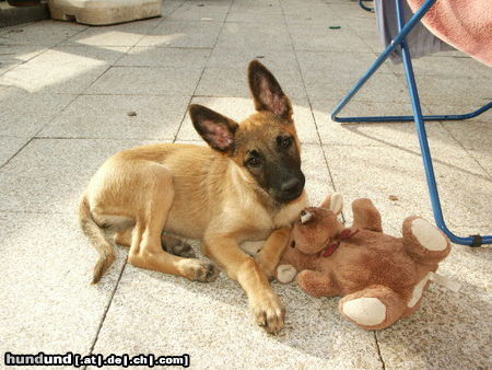 Malinois Hunde Foto 25999 in höherer Auflösung ansehen Malinois alice