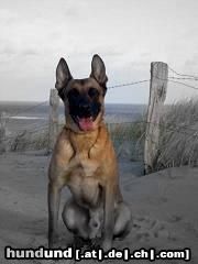 Malinois Hunde Foto 44557 Malinois Kerou ( Bellyeu)