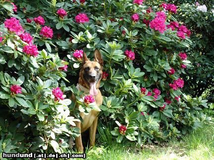 Malinois Hunde Foto 46060 Malinois Kerou (Kee)