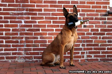 Malinois Kerou