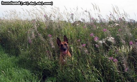 Malinois Hunde Foto 46066 Malinois Kerou (Kee)