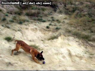 Malinois Hunde Foto 44979 Malinois Kerou ( Bellyeu)