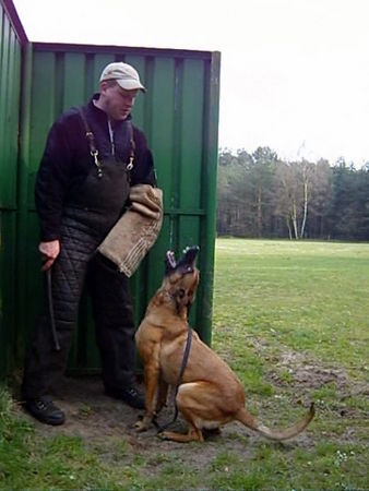 Malinois Hunde Foto 41748 Malinois Kerou, verbellen