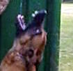 Malinois Hunde Foto 41758 Malinois Kerou