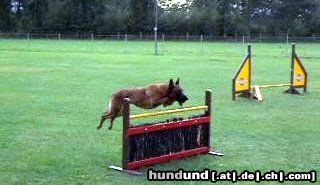 Malinois Hunde Foto 44971 Malinois Kerou ( Bellyeu)
