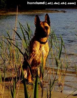 Malinois Hunde Foto 46071 Malinois Kerou (Bellyeu)