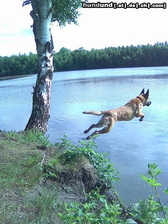 Malinois Hunde Foto 44328 Malinois Kerou geht schwimmen