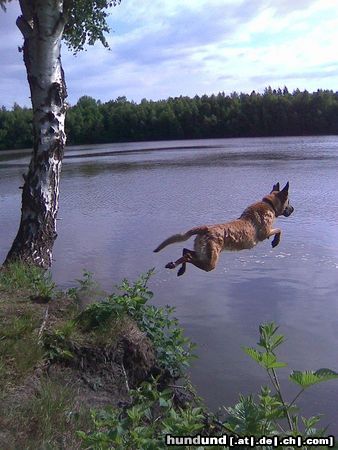Malinois Hunde Foto 44329 Malinois Kerou geht schwimmen