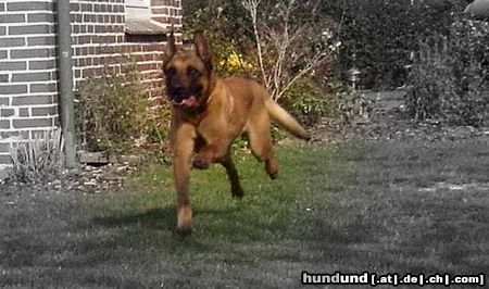Malinois Hunde Foto 44567 Malinois Kerou ( Bellyeu)