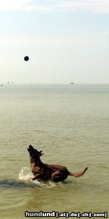 Malinois Hunde Foto 44571 Malinois Kerou ( Bellyeu)