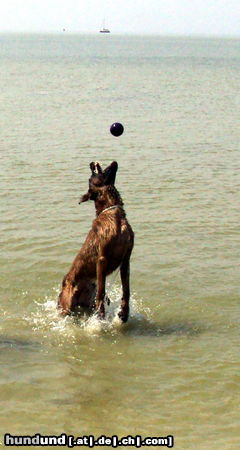 Malinois Hunde Foto 44570 Malinois Kerou ( Bellyeu)
