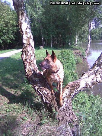 Malinois Hunde Foto 44330 Malinois Kerou