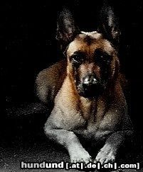 Malinois Hunde Foto 46072 Malinois Kerou (Bellyeu)