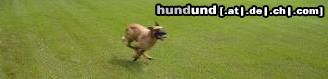 Malinois Hunde Foto 44216 Malinois Kerou ( Bellyeu)