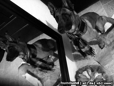 Malinois Hunde Foto 45029 Malinois Kerou Bellyeu
