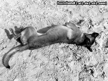Malinois Hunde Foto 45027 Malinois Kerou Bellyeu