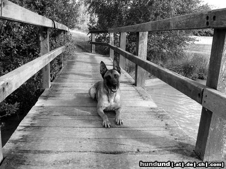 Malinois Hunde Foto 45024 Malinois Kerou Bellyeu